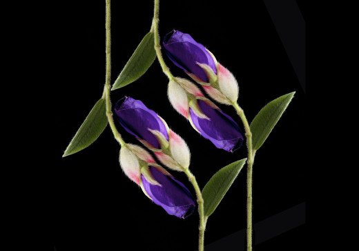 918912 (a): :2932x2048